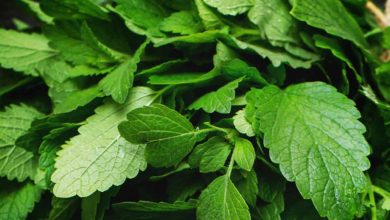 lemon Balm