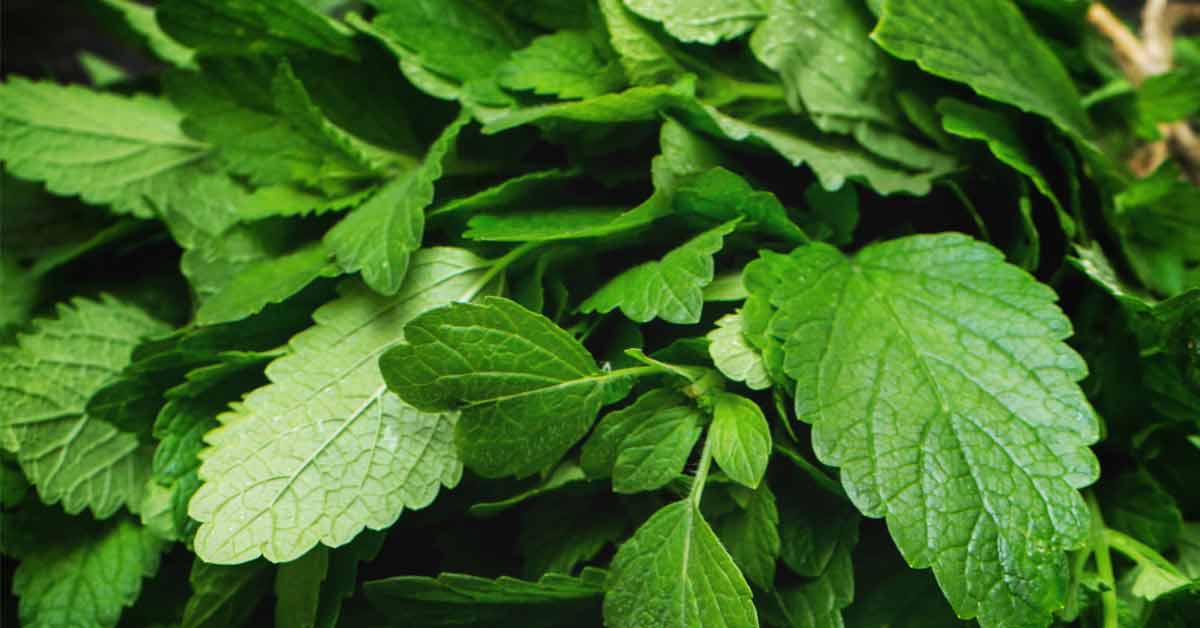 lemon Balm
