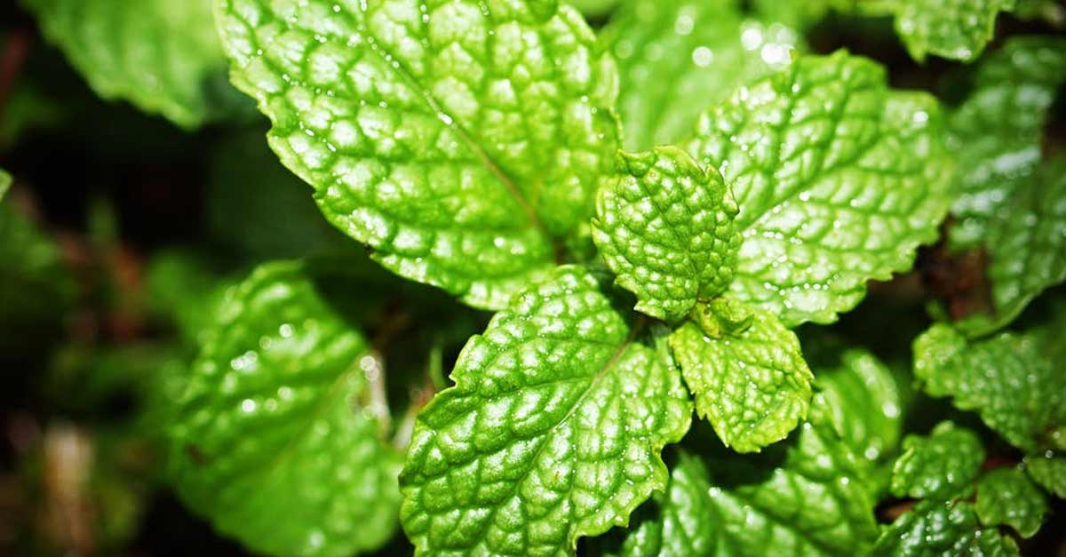Peppermint